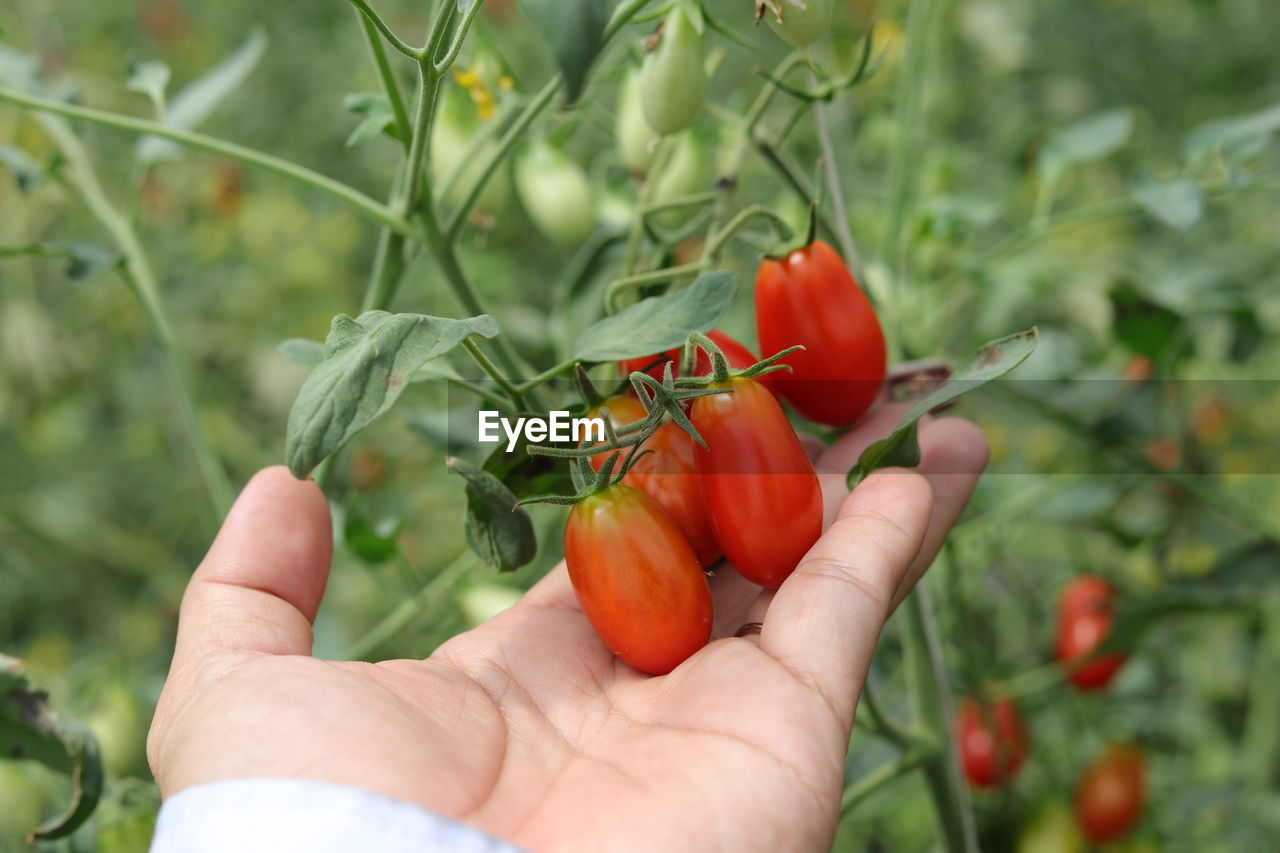 Close-up of hand holding tomatoes growing on plant