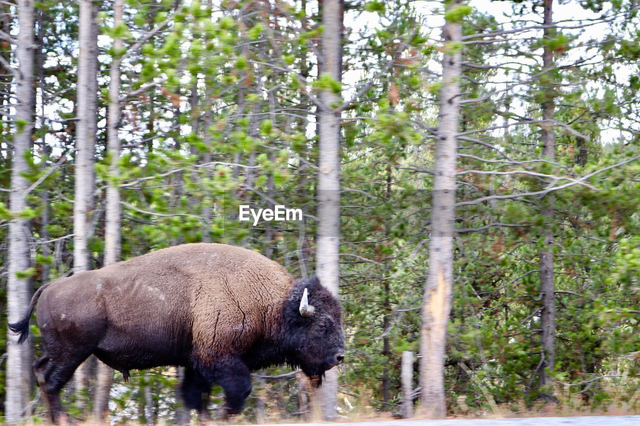 VIEW OF SHEEP IN FOREST