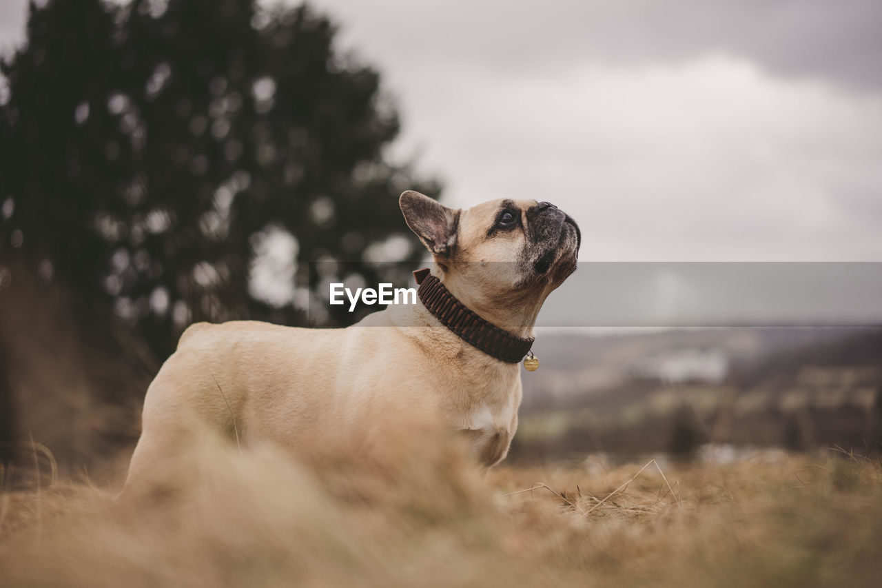 Close-up of dog standing on field