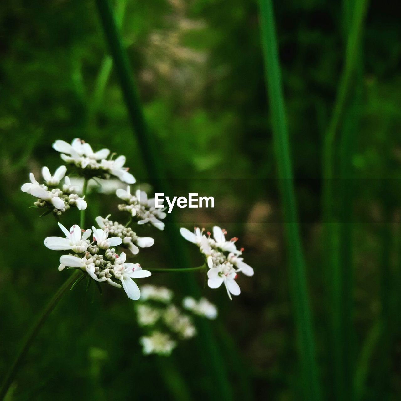 Close-up of fresh white flowers blooming in nature