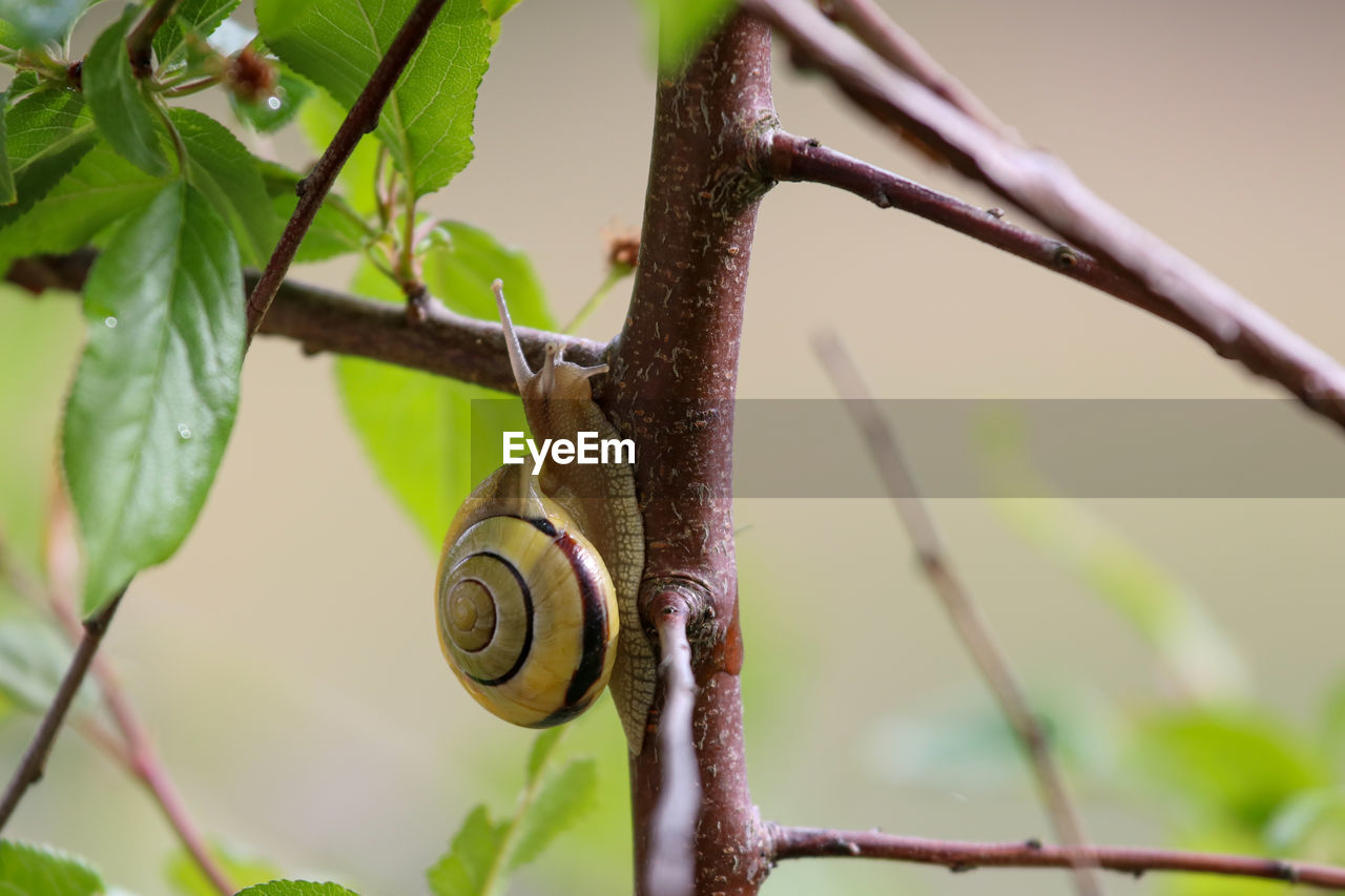 branch, animal wildlife, plant, animal themes, animal, tree, green, nature, close-up, wildlife, leaf, plant part, snail, mollusk, macro photography, no people, one animal, twig, gastropod, plant stem, flower, day, focus on foreground, outdoors, produce, growth, environment, beauty in nature