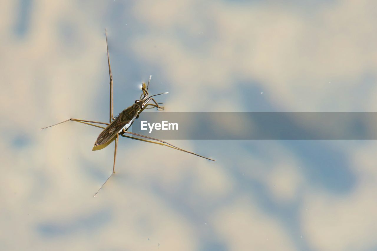 High angle view of insect on water