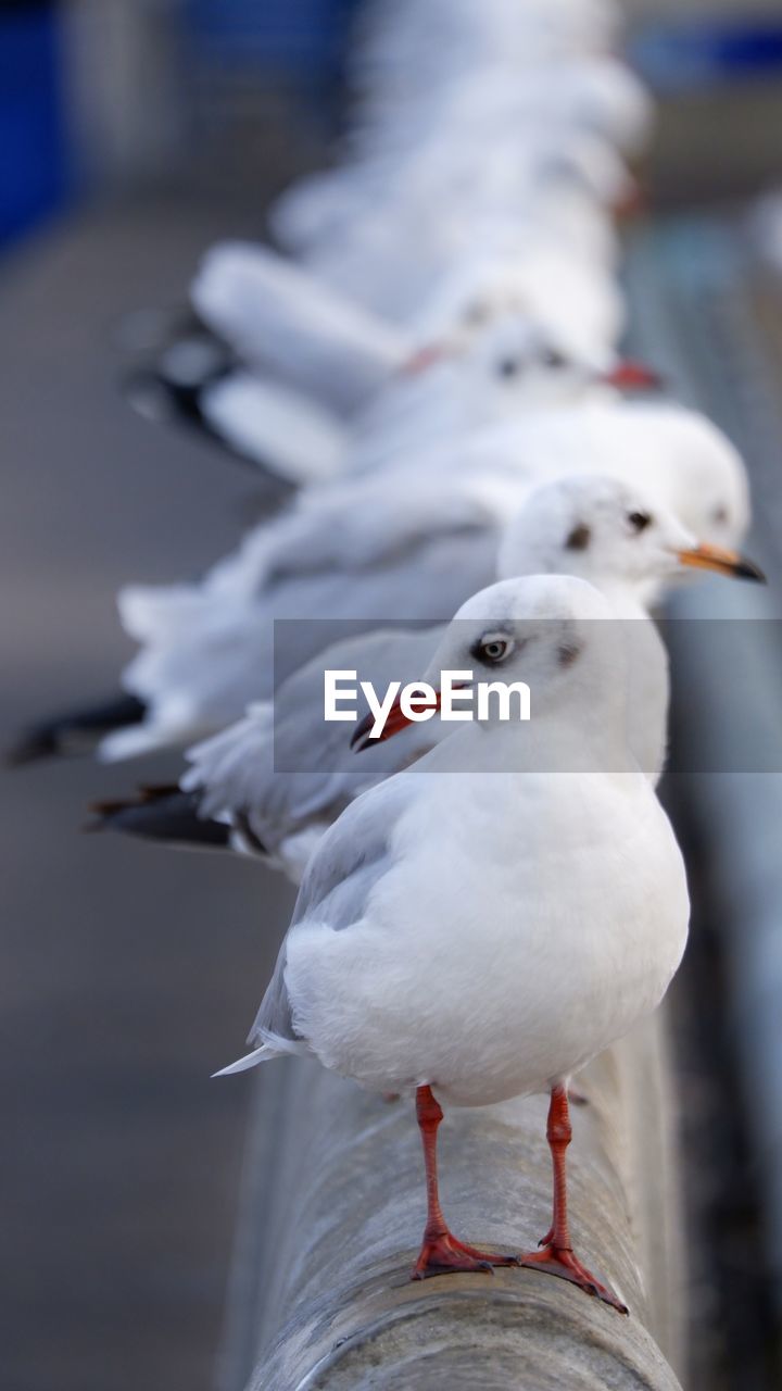 Close-up of seagull perching