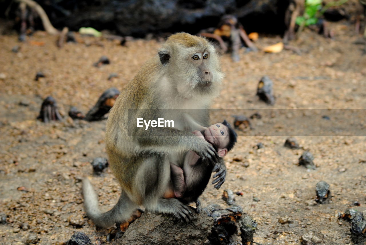 Close-up of monkey with baby