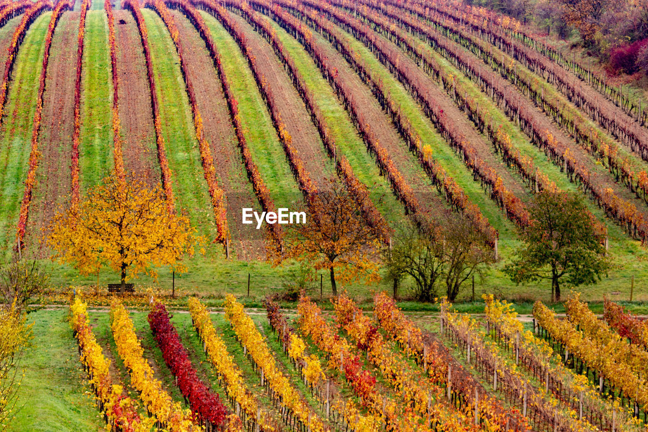 Scenic view of vineyard during autumn