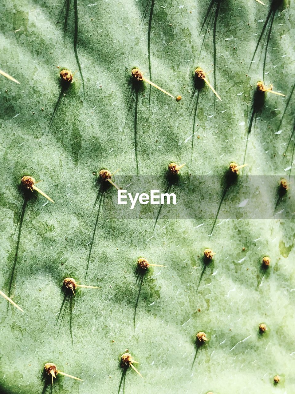 FULL FRAME SHOT OF PRICKLY PEAR CACTUS ON LEAVES