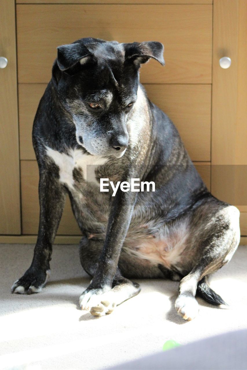 PORTRAIT OF DOG SITTING ON FLOOR