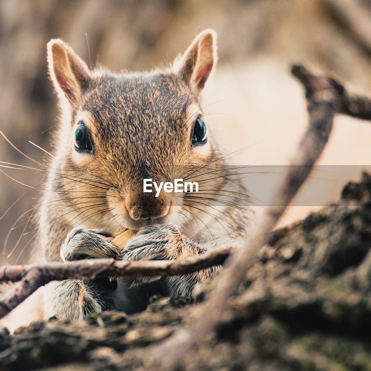 animal, animal themes, animal wildlife, whiskers, one animal, mammal, rodent, close-up, wildlife, squirrel, nature, portrait, chipmunk, no people, eating, looking at camera, cute, outdoors, animal body part, selective focus, day, food