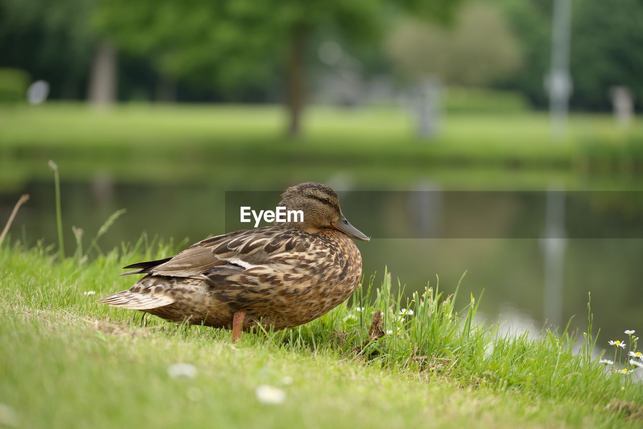 MALLARD DUCK ON A LAND