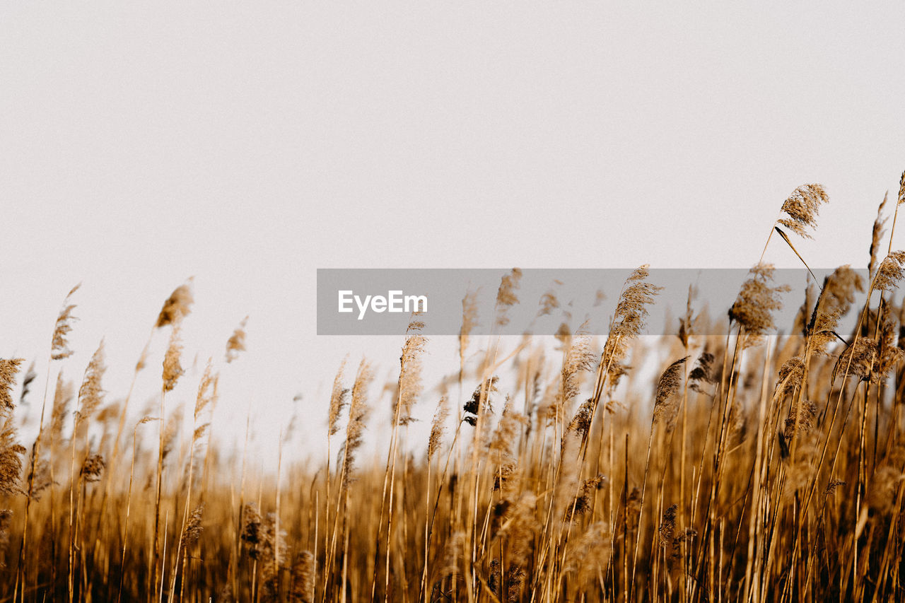 Golden grasses swaying in the breeze