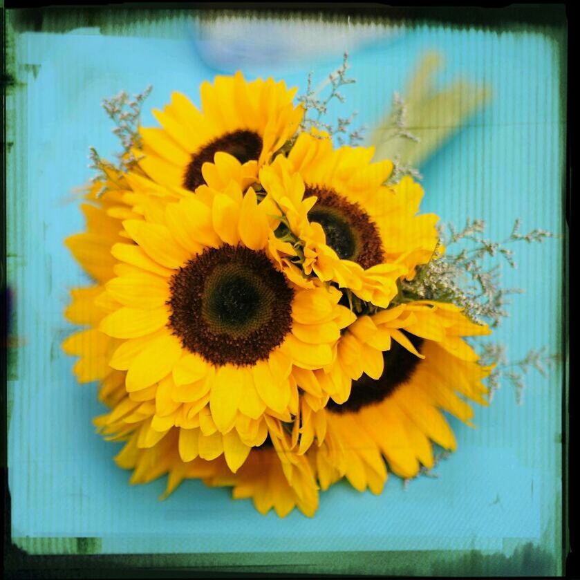 CLOSE-UP OF SUNFLOWERS