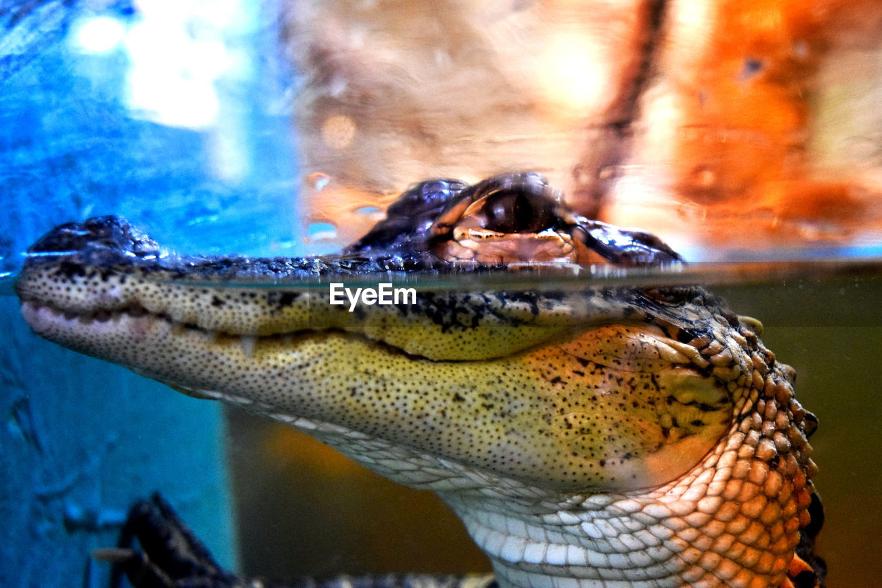 Close-up of alligator seen through glass at zoo