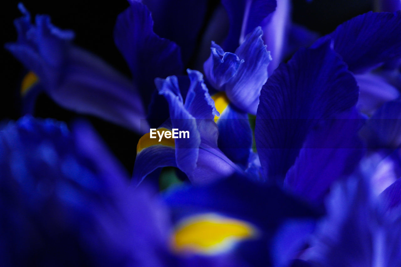Close-up of iris