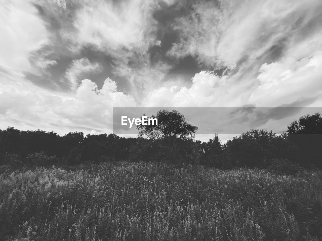 SCENIC VIEW OF TREES AGAINST SKY