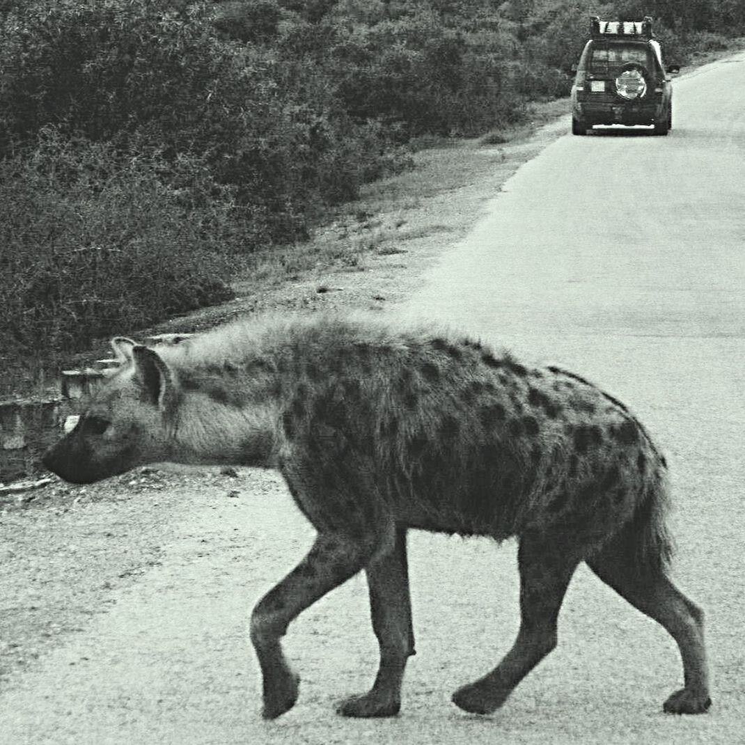 DOG ON ROAD