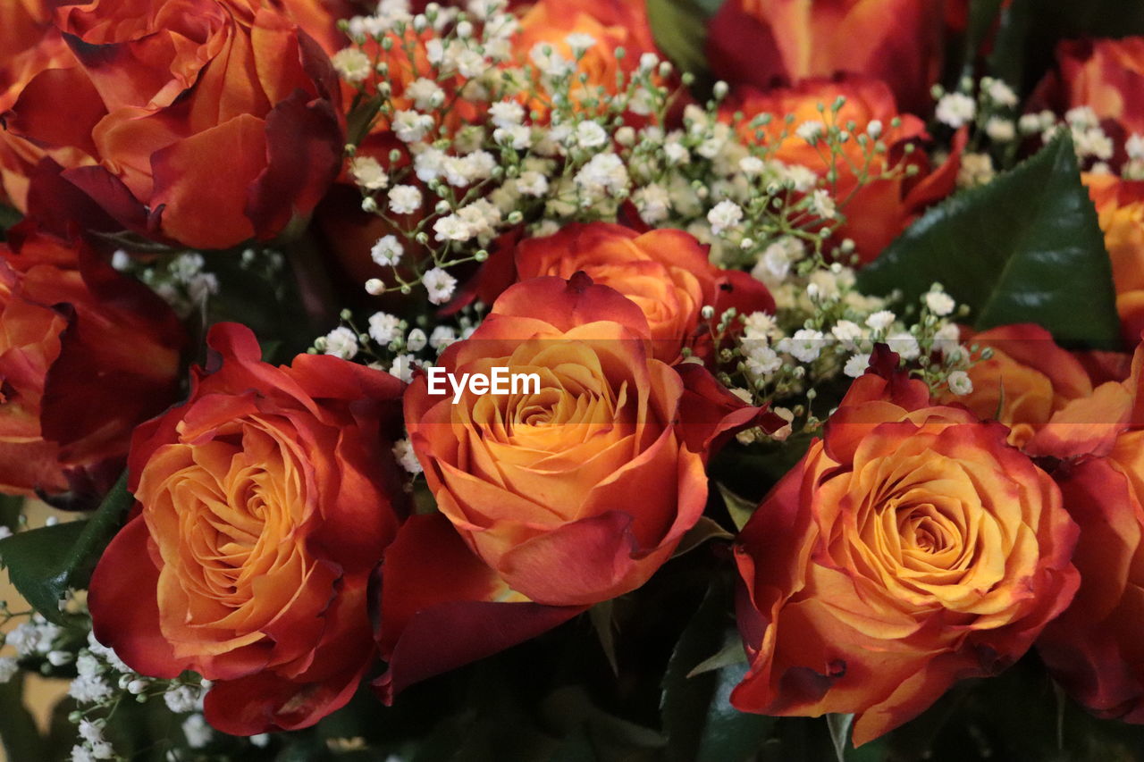 HIGH ANGLE VIEW OF ROSE BOUQUET ON PLANT