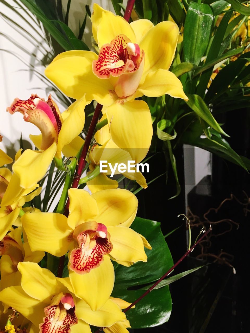 CLOSE-UP OF YELLOW FLOWERS BLOOMING
