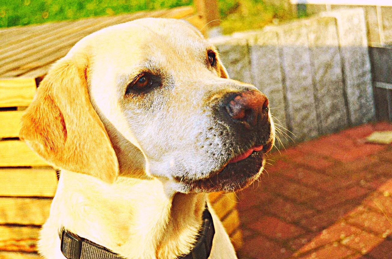 CLOSE-UP OF DOG LOOKING UP