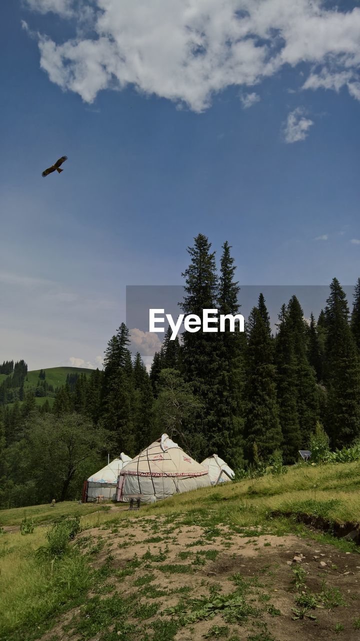 BIRD FLYING OVER TREES AGAINST SKY