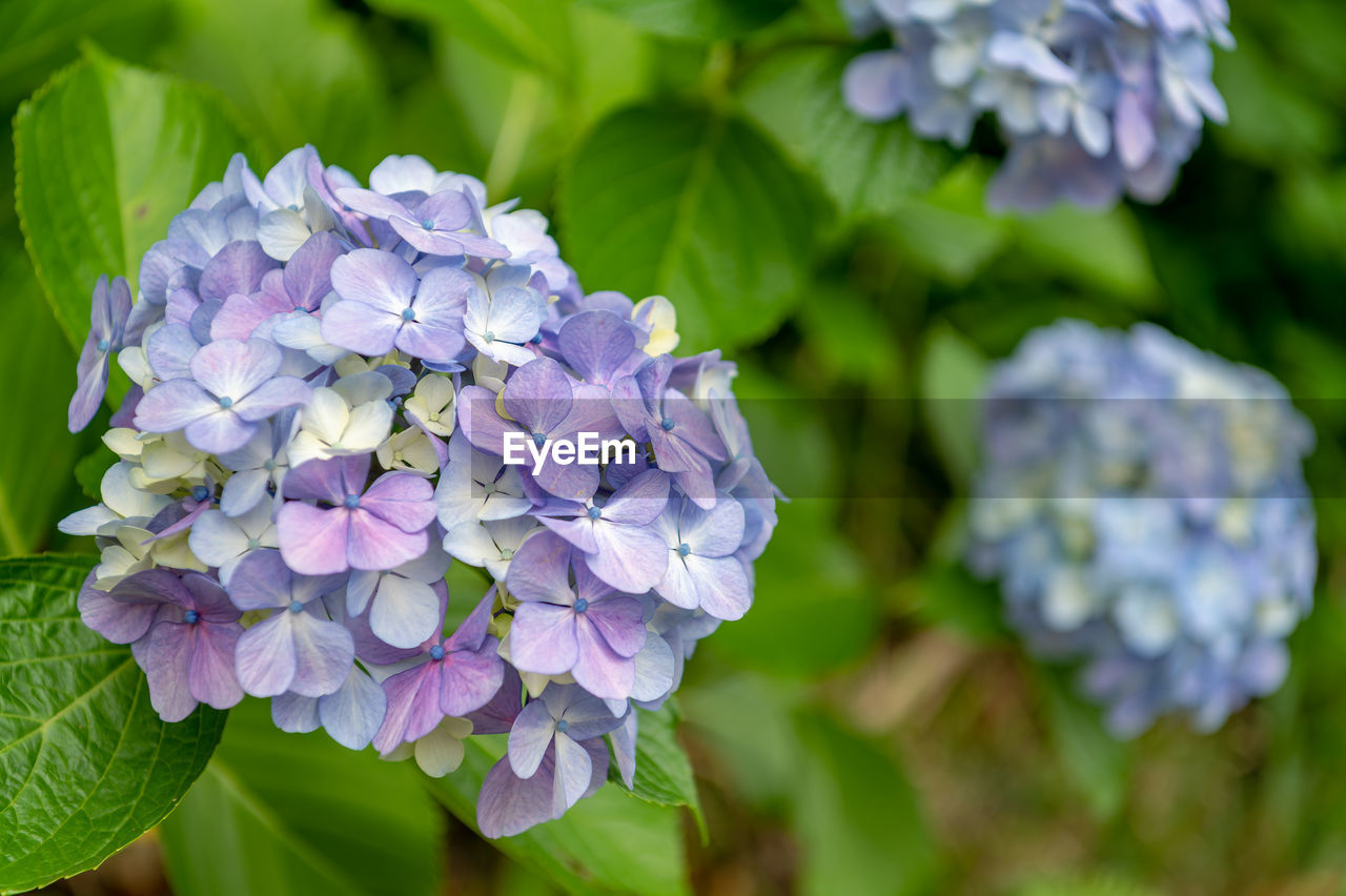 flower, flowering plant, plant, beauty in nature, freshness, purple, nature, close-up, hydrangea, petal, plant part, leaf, hydrangea serrata, inflorescence, flower head, fragility, growth, lilac, focus on foreground, outdoors, no people, springtime, botany, bunch of flowers, day, summer, garden, blue