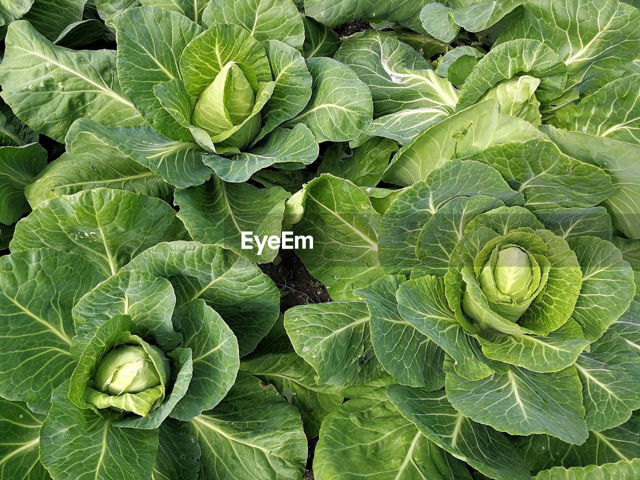 Directly above shot of cabbages growing on field