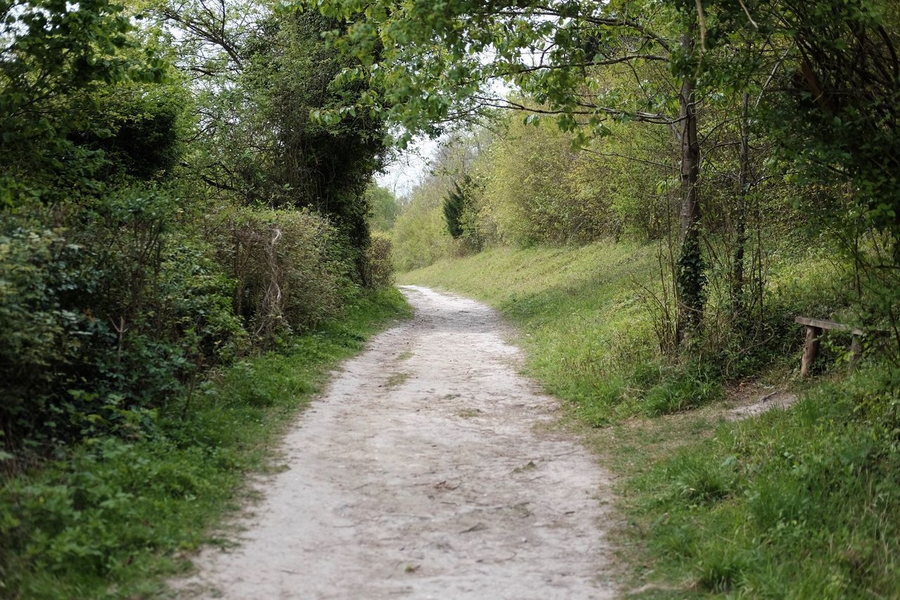 Road passing through forest