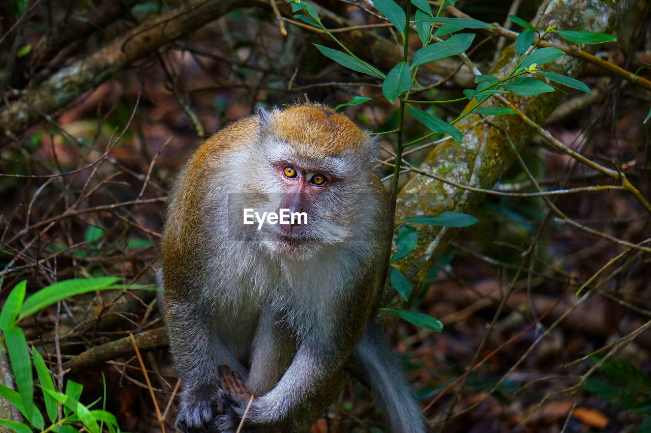 Close-up of monkey on field