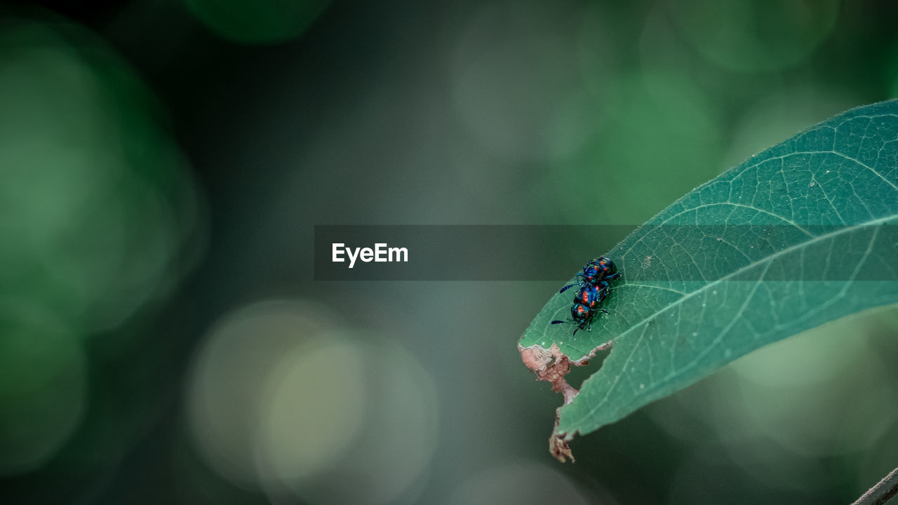 Close-up of insect on leaf