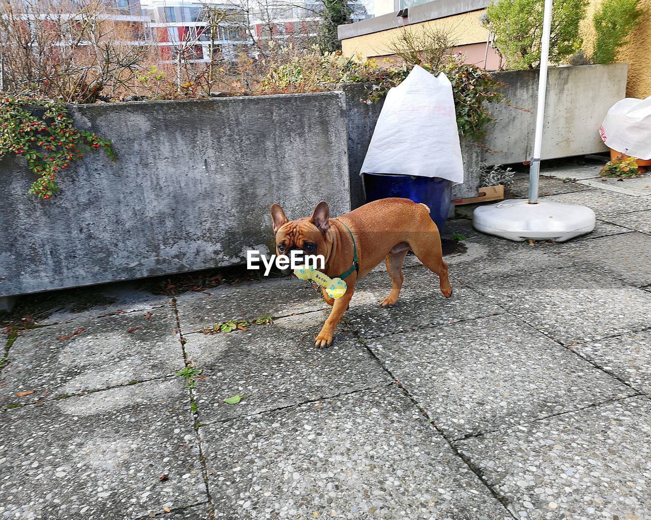 DOG STANDING ON SIDEWALK