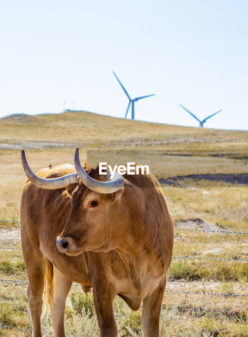 Wind turbines in field against blue sky with cattle