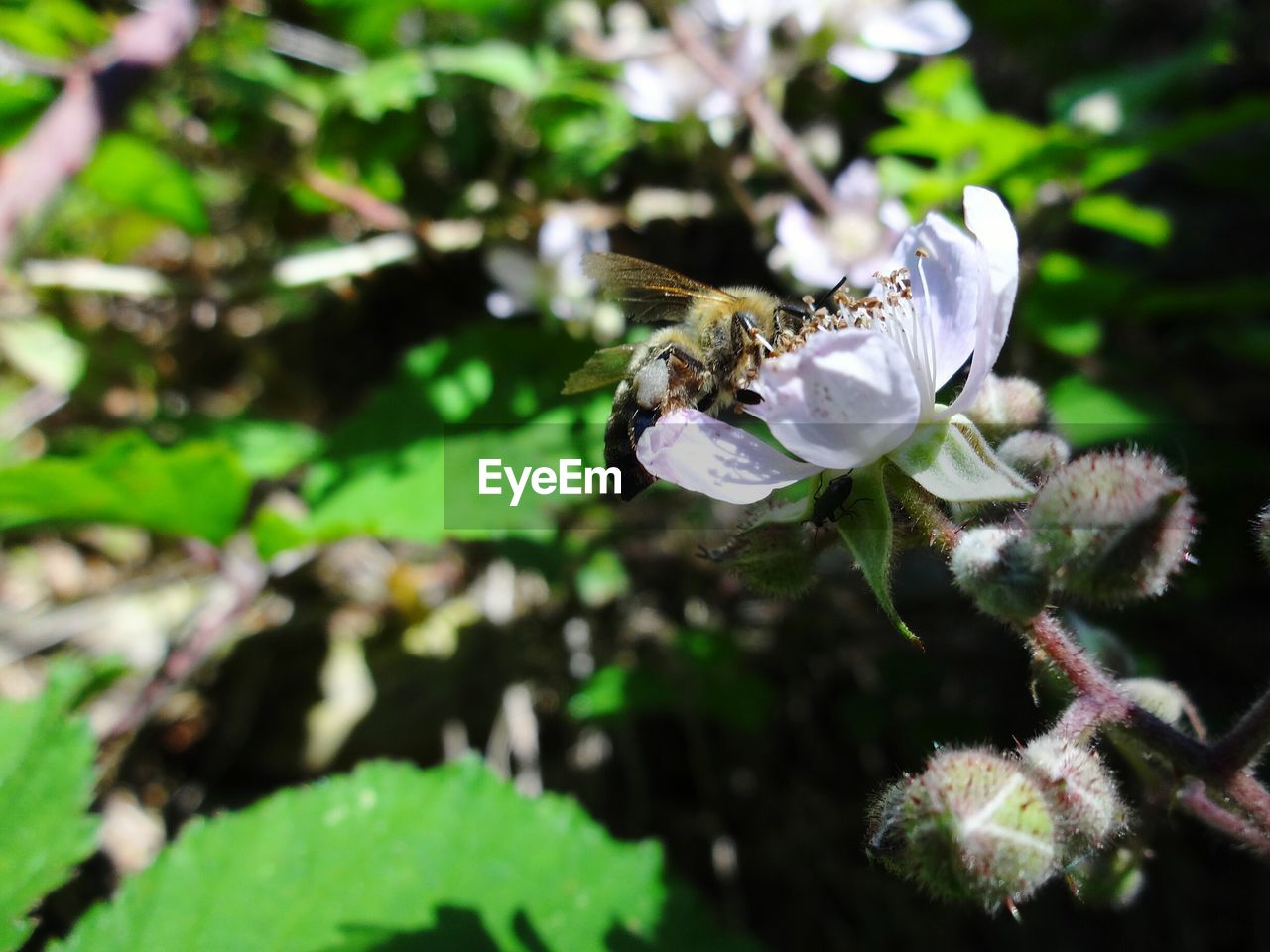 CLOSE-UP OF HONEY BEE ON FLOWER