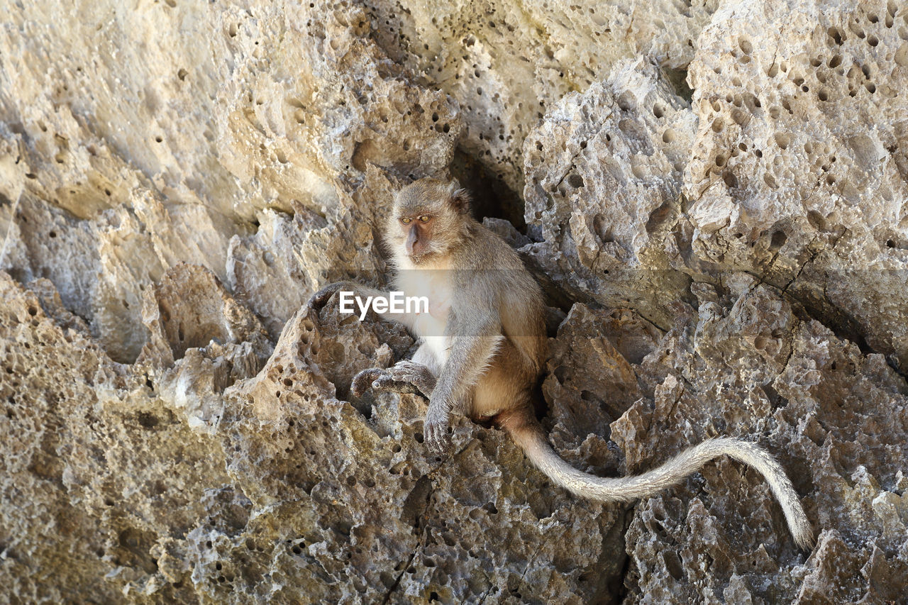 HIGH ANGLE VIEW OF A MONKEY ON ROCK