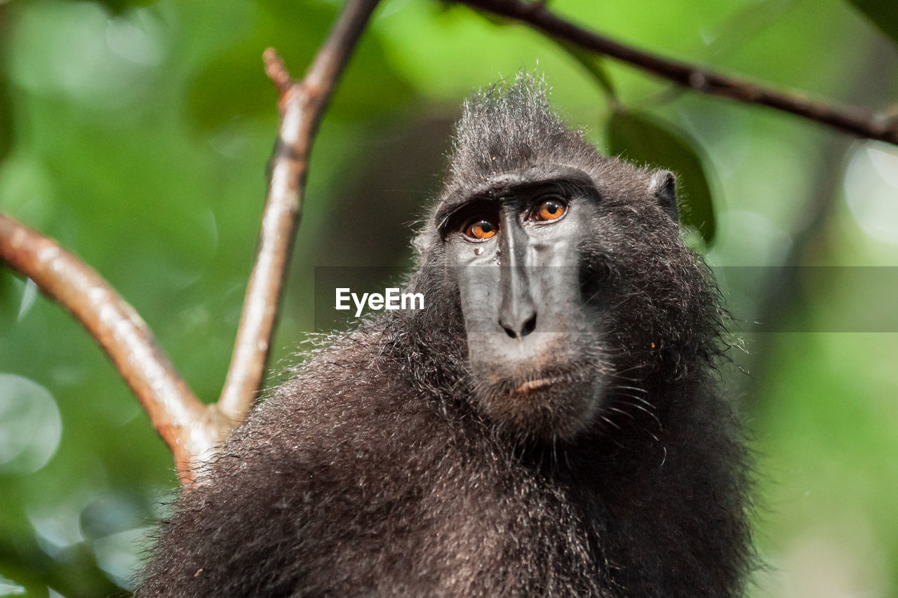 CLOSE-UP OF A MONKEY ON BRANCH