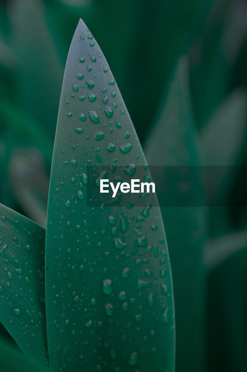 Close-up of water drops on succulent plant