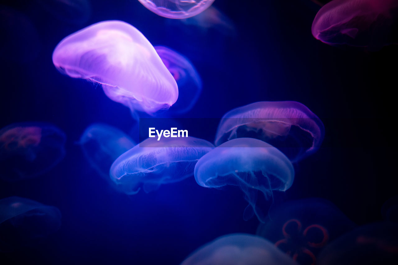 CLOSE-UP OF JELLYFISH