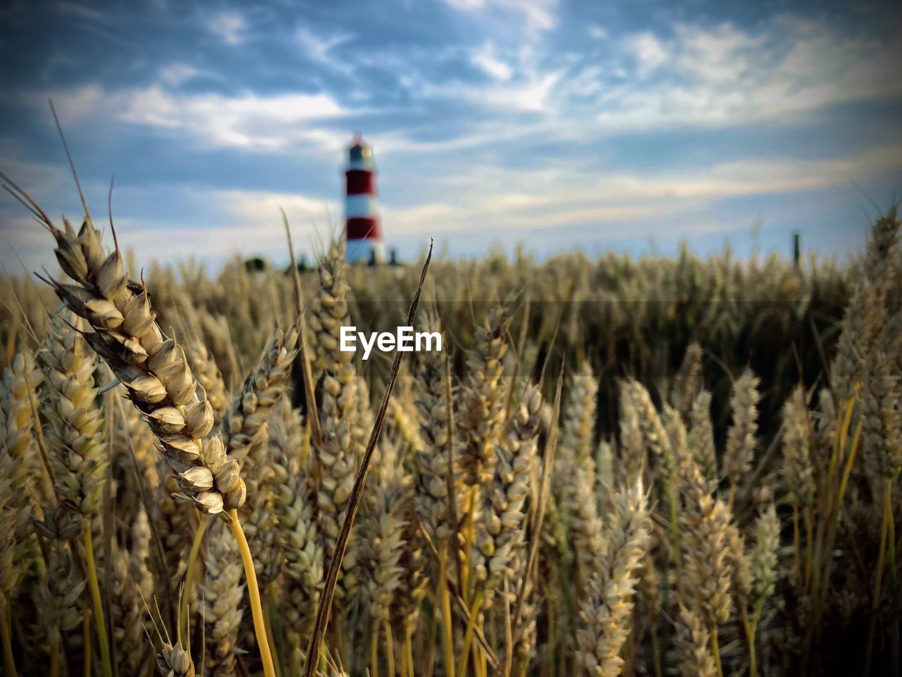 Wheat field against sky