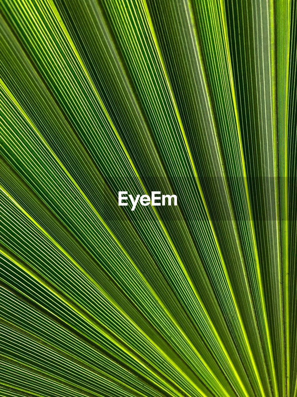 CLOSE-UP OF PALM LEAVES