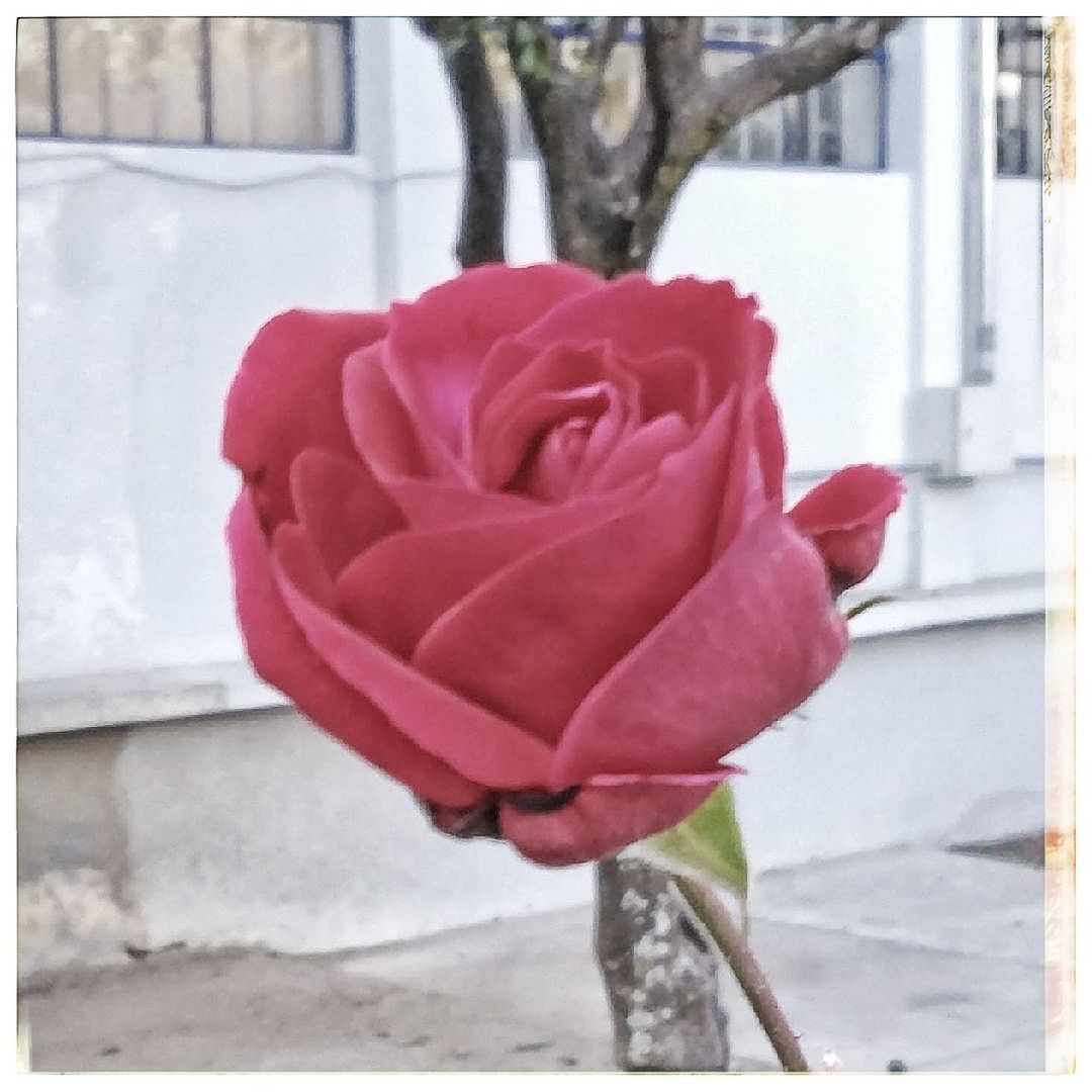 CLOSE-UP OF ROSE BLOOMING IN PARK