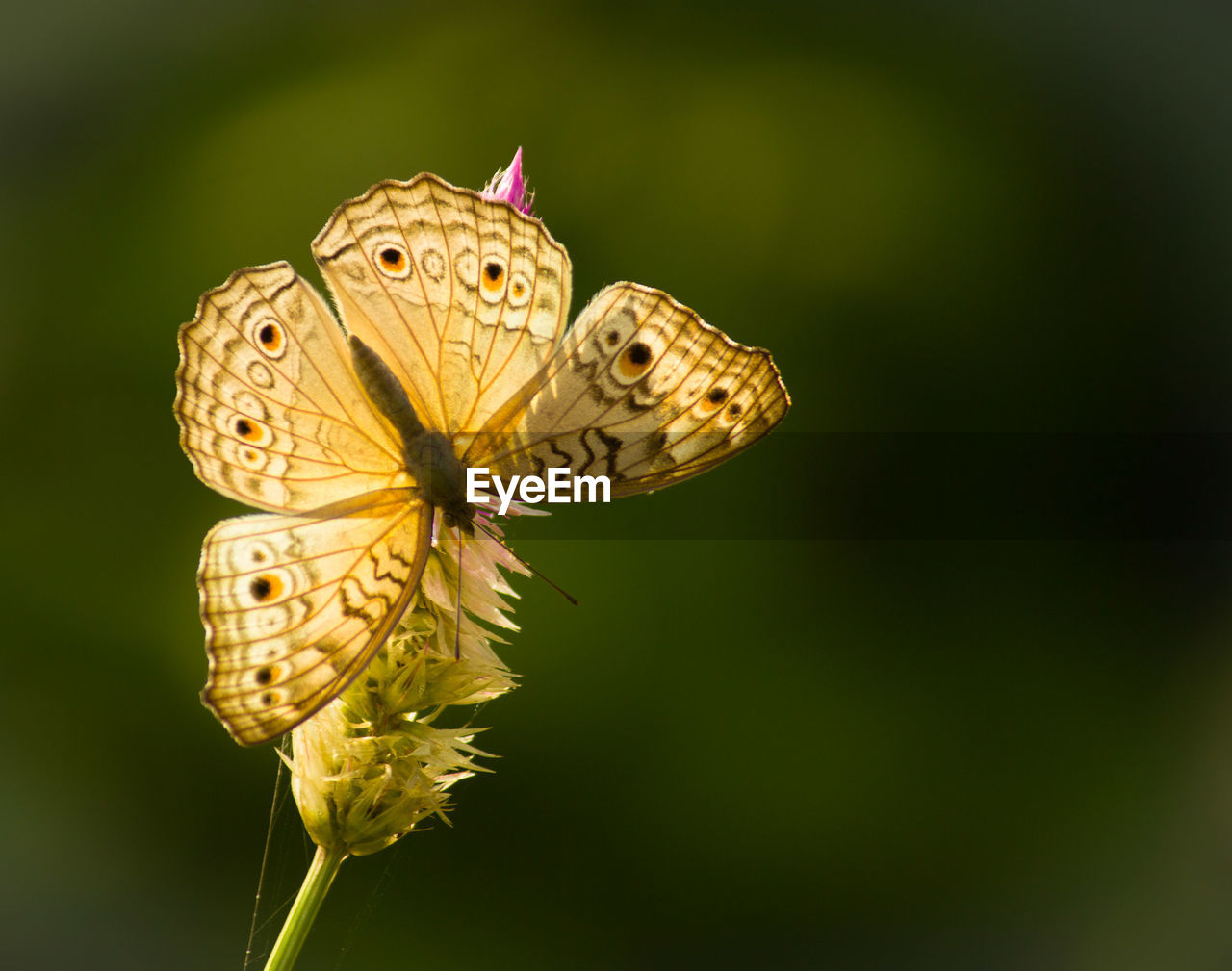 Close-up of butterfly pollinating on flower