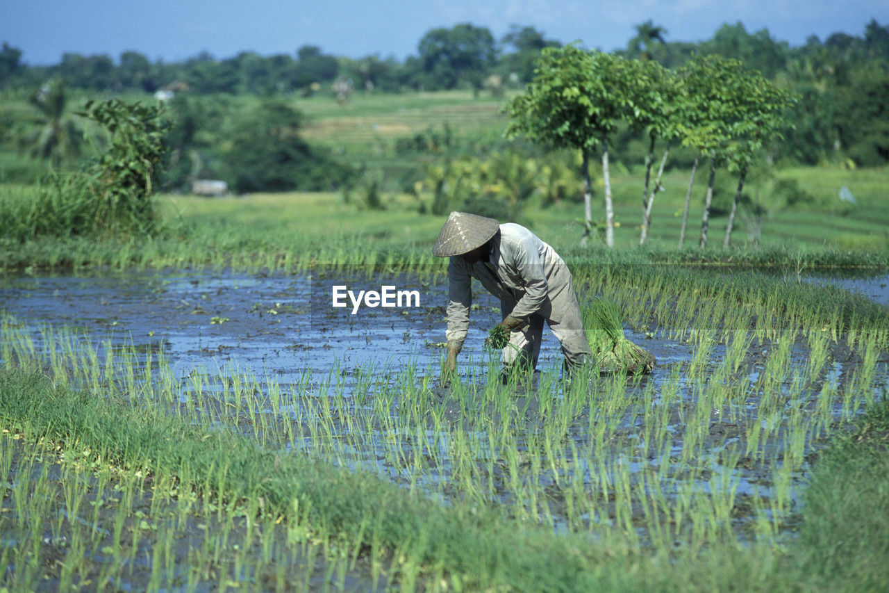 paddy field, agriculture, plant, farmer, occupation, farm, rural scene, wetland, rice paddy, crop, working, hat, field, rice, growth, landscape, nature, water, environment, land, asian style conical hat, harvesting, green, food and drink, grassland, prairie, farmworker, meadow, one person, adult, bending, food, day, gardening, plantation, natural environment, grass, outdoors, men, clothing, tree, cereal plant, rural area, cultivated land, rice - food staple, beauty in nature, animal, person, social issues, marsh, environmental conservation, animal themes