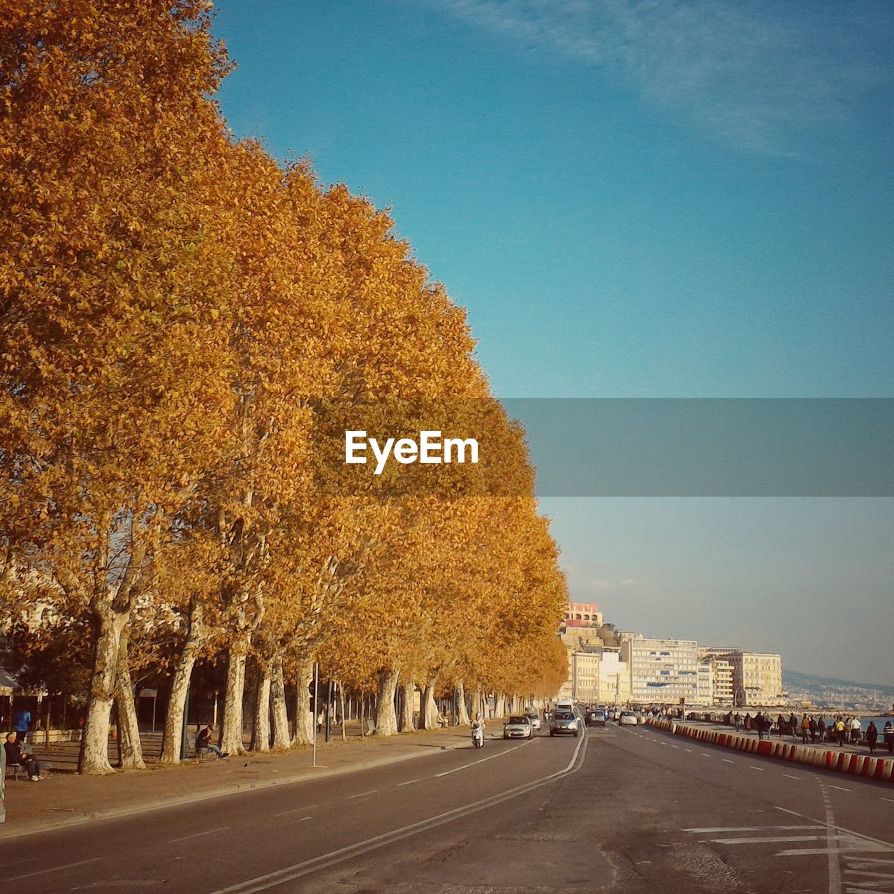 Street by trees during autumn