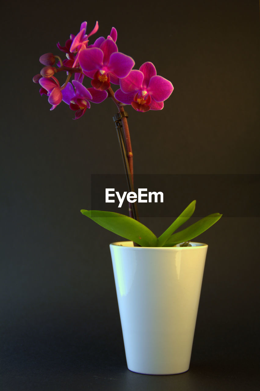 CLOSE-UP OF FLOWERS IN BLACK BACKGROUND