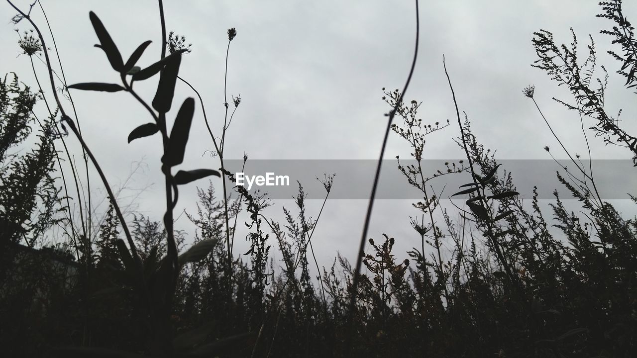 VIEW OF PLANTS AGAINST THE SKY