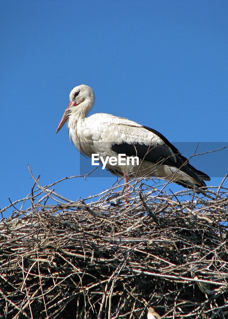 Low angle view of bird against clear blue sky