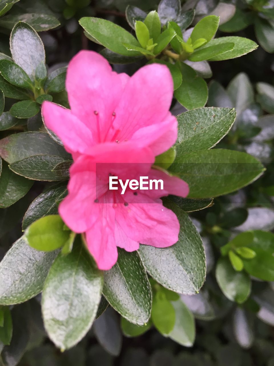 CLOSE-UP OF PINK FLOWERS IN BLOOM