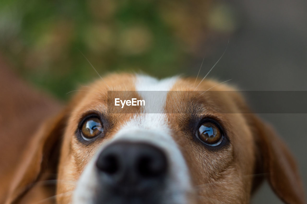 Close-up portrait of dog