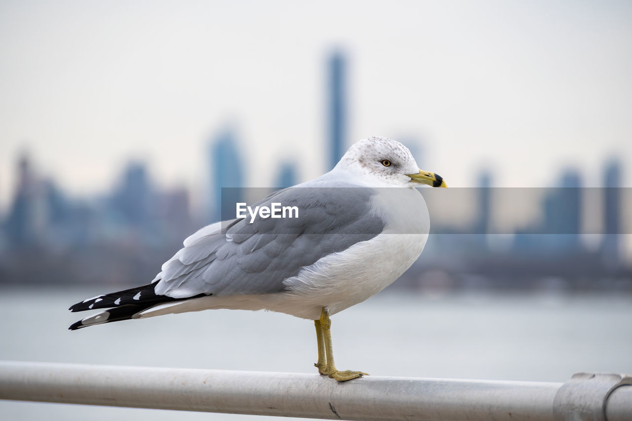 bird, animal themes, animal, animal wildlife, gull, wildlife, european herring gull, one animal, seabird, seagull, architecture, nature, focus on foreground, city, perching, built structure, building exterior, day, no people, beak, water, railing, outdoors, full length, sky, animal body part, great black-backed gull, close-up