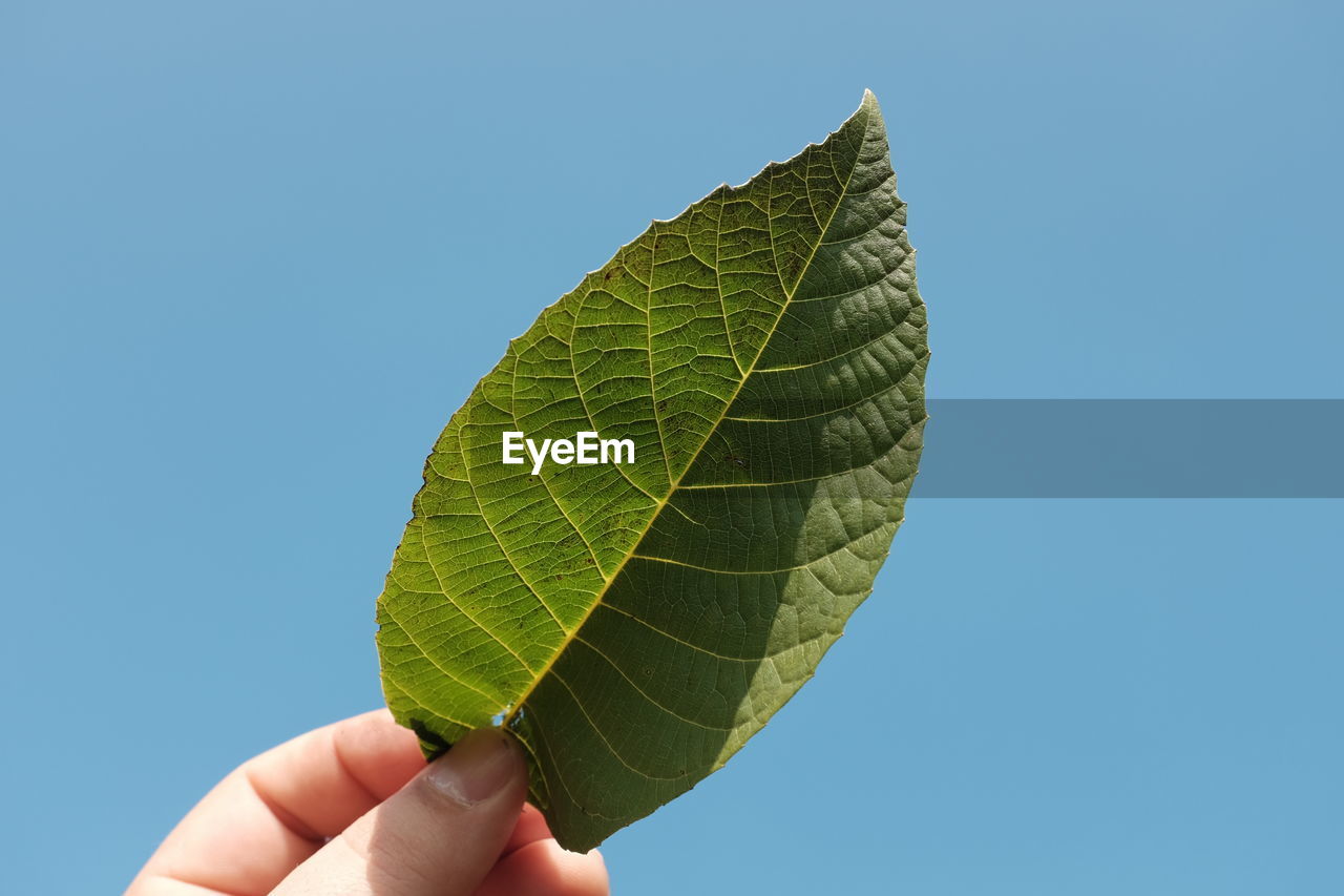 Cropped hand holding leaf against clear blue sky