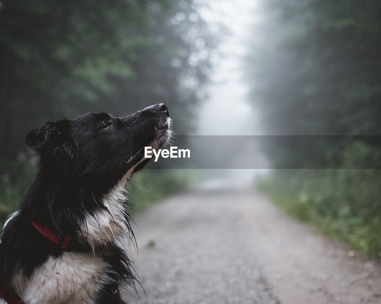 Close-up of a dog looking away