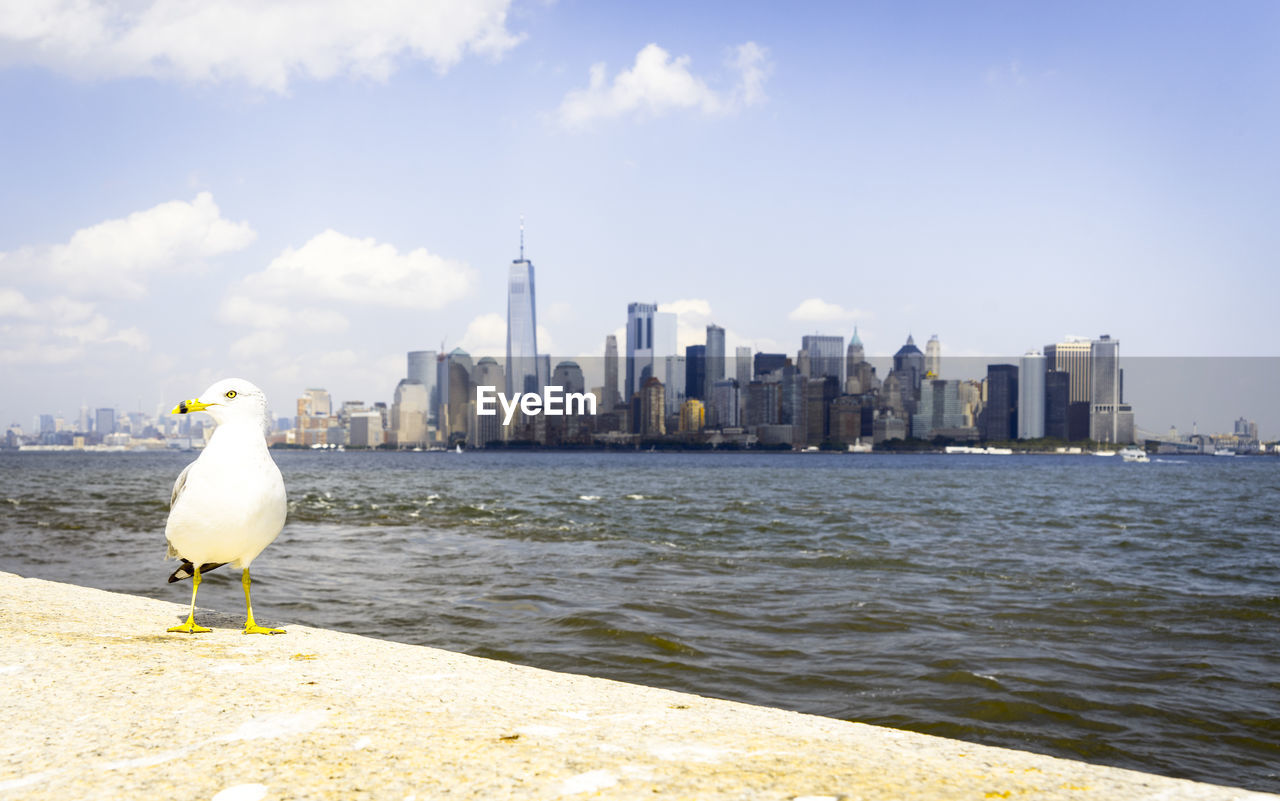 Seagull perching by sea against cityscape